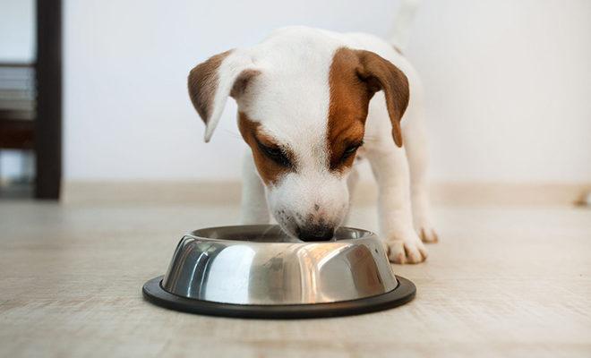 En iyi köpek maması