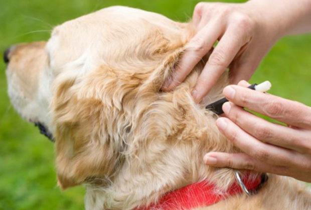 Köpekler için en iyi kene damlaları