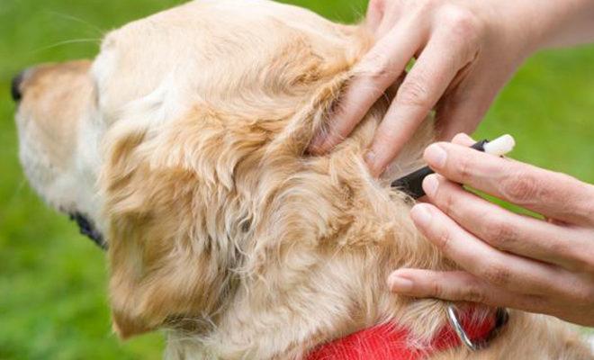 Köpekler için en iyi kene damlaları