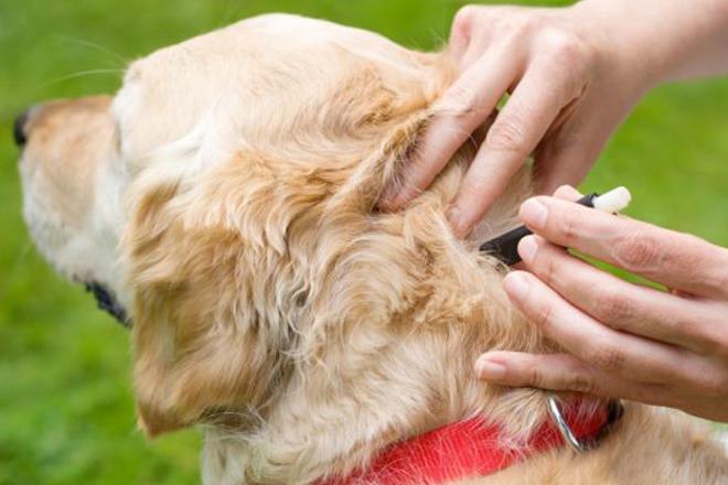 Köpekler için en iyi kene damlaları