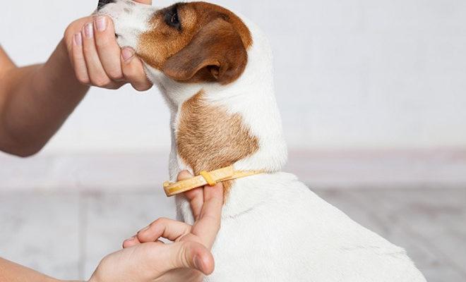 Köpekler için en iyi kene tasmaları