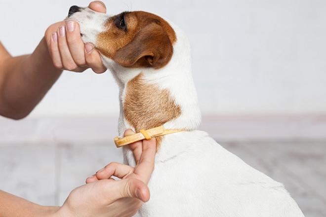 Köpekler için en iyi kene tasmaları