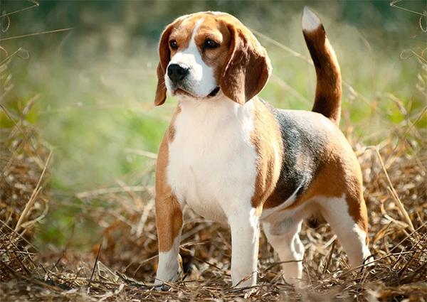 Beagle