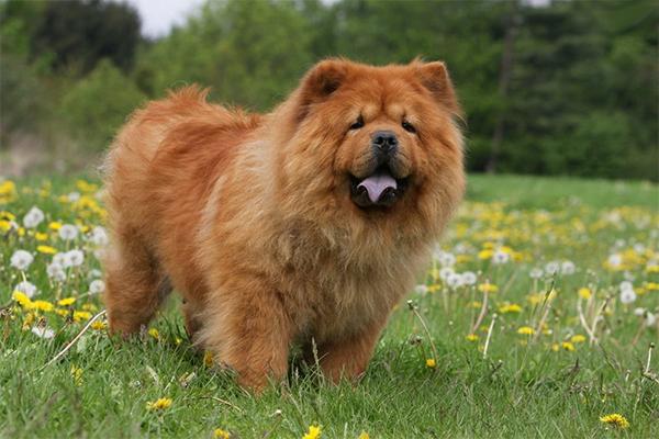 Chow Chow