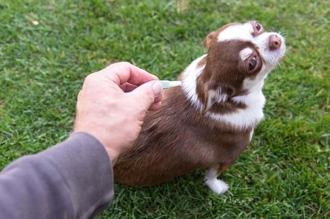 Köpekler için en iyi pire damlaları