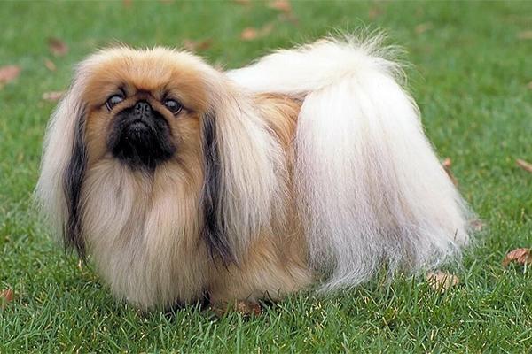 Pekingese