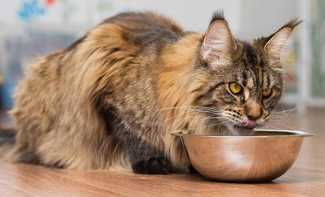 Maine Coons için en iyi yiyecek