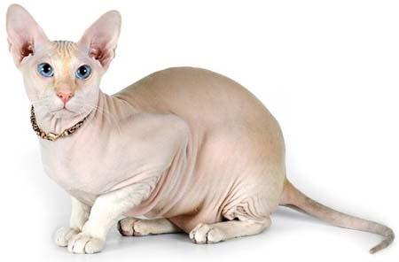 Peterbald