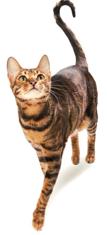 Toyger